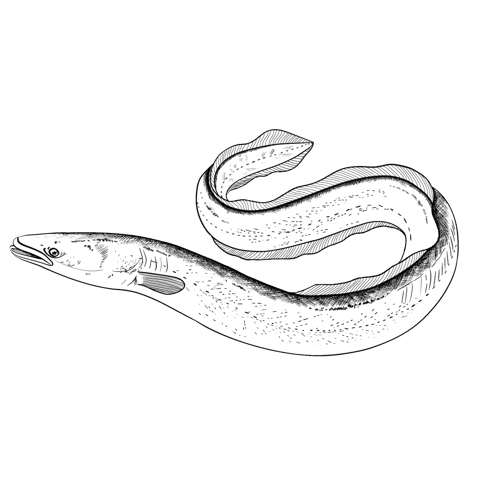 The European Eel