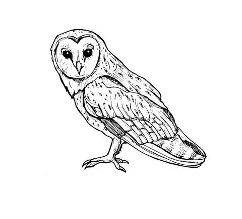 The Barn Owl