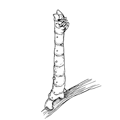 The Peppered Moth Caterpillar