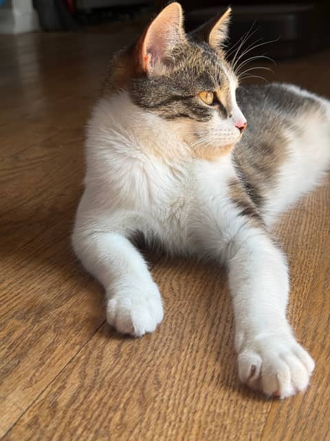 Full Moon in Libra & Unschooling