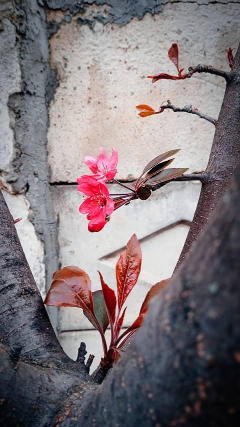 Predică la Duminica a doua a Postului Mare - Mintea paralitică