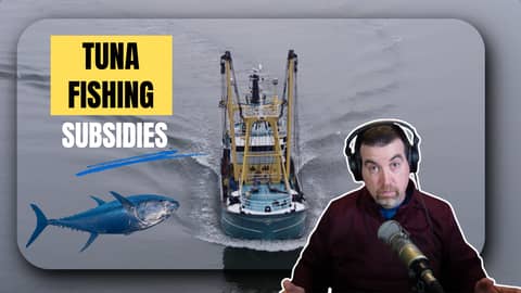 The Hidden Costs of Seafood: Who Really Pays for “Sustainable” Tuna?