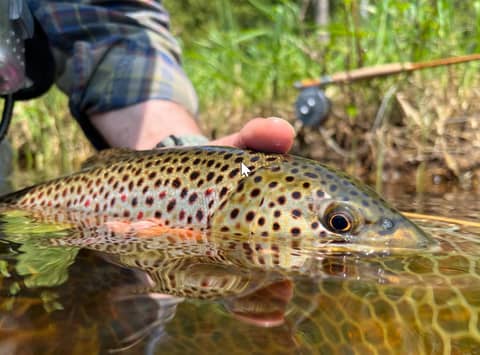 Exploring Michigan's Trout-Infested Upper Peninsula with Tim Schulz