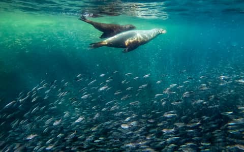 Dancing with Sea Lions: Lindsay Pullin on how a dive with Sea Lions in a kelp forest held a deeper connection