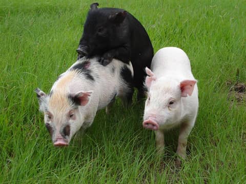 S3-E29 - Taiwan's Great Pork Apocalypse (1997)