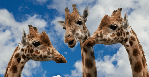 Create Your Personal Mentor Program (You don't need a company-sponsored initiative!)