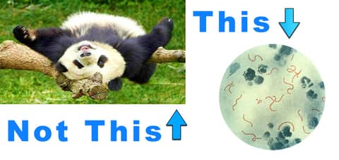 When Strep Throat Turned Our Lives Upside Down: Understanding PANDAS and Finding Hope When Strep Throat Turned Our Lives Upside Down: Understanding PANDAS and Finding Hope