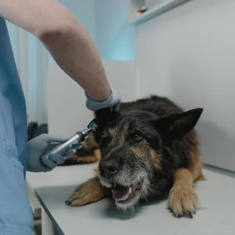 Why Your Well-Managed Otitis Patients Seem to Fall to Pieces After a Few Years