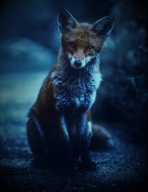 Vixen - Episode 4 - Death in the night