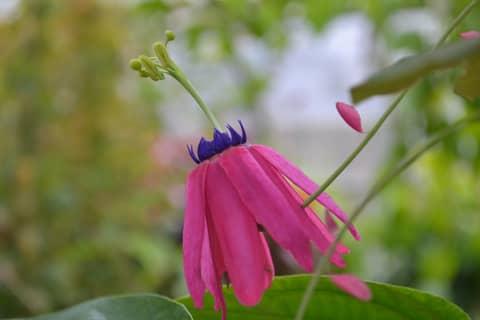 Tu ești... Casilda de Toledo