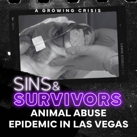 The Animal Abuse Epidemic in Las Vegas