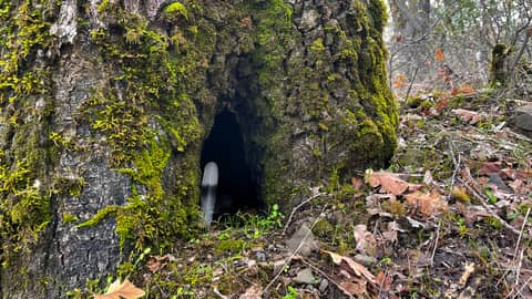 don't forget the magic