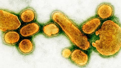 Why the world needs viruses to function