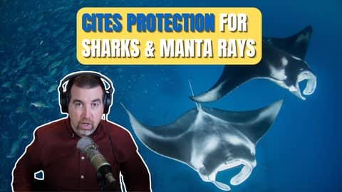 A Marine Wildlife Victory: Why New Protections for Manta Rays and Sharks Matter More Than Ever A Marine Wildlife Victory: Why New Protections for Manta Rays and Sharks Matter More Than Ever
