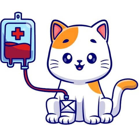 Feline Transfusion Tip