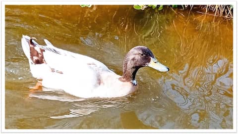 Entanglements with the Archdeacon