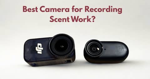 Best Video Camera for Recording Scent Work