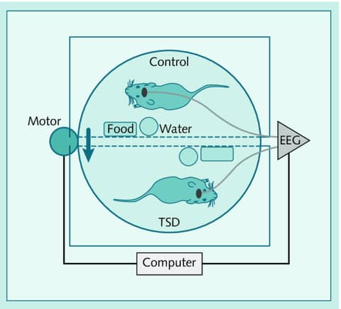 Sleep in the ICU: The Classic Experiments Sleep in the ICU: The Classic Experiments