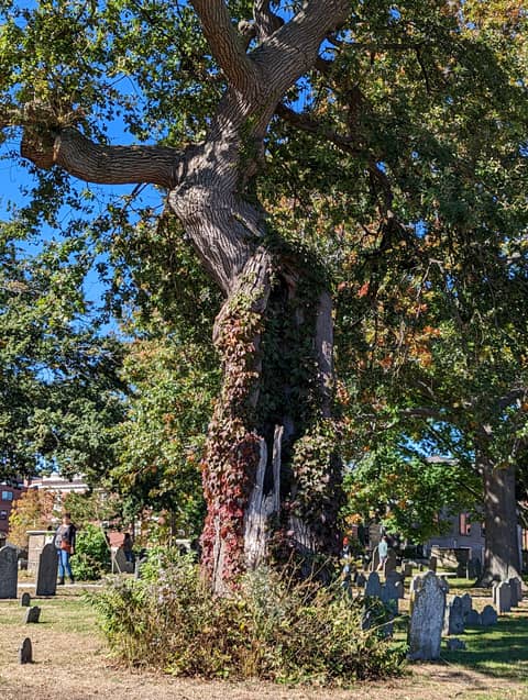 A Bolt from the Past: Salem's Caleb Pickman and the Lightning Tree A Bolt from the Past: Salem's Caleb Pickman and the Lightning Tree