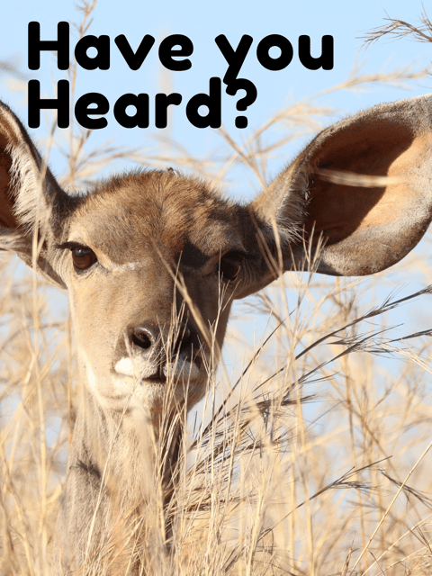 Have You Heard? With Jesse and Jordan