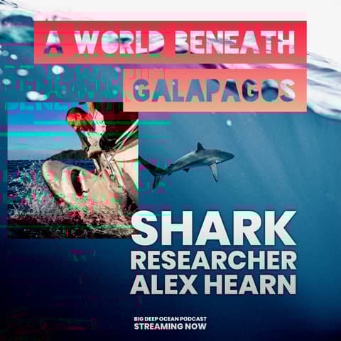 A World Beneath Galapagos: Dr Alex Hearn on Hammerhead Sharks, Where Meaning Lies in the Sea, and a Hidden Underwater Swimway Through the Pacific