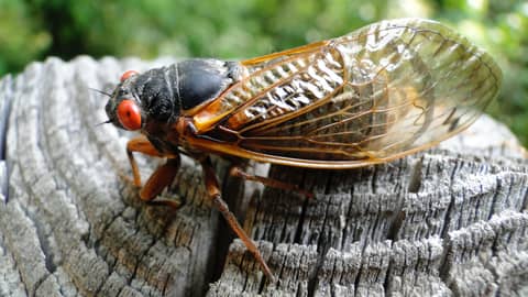 The Sounds, Tastes And Biology Of Cicadas