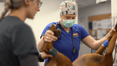 Delayed surgery for GDV(Gastric Dilatation-Volvulus)?