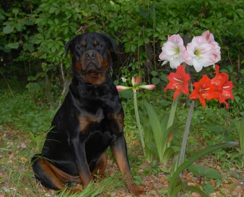 Sheepdog Police Fair, is it Accurate? 2025