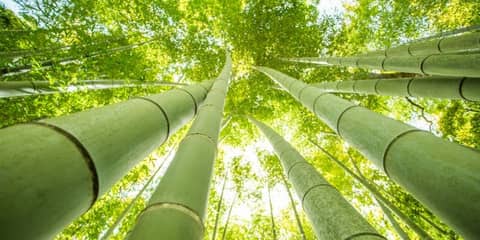 The Growth Cycle of Bamboo: An Analogy for Entrepreneurship The Growth Cycle of Bamboo: An Analogy for Entrepreneurship