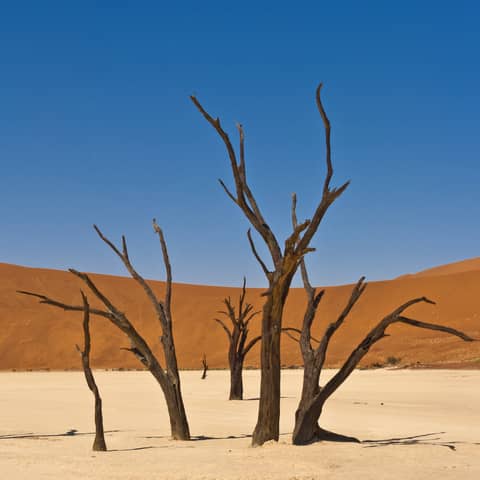 S4E45: The Desertification Myth: Unpacking the Truth About Dry Lands