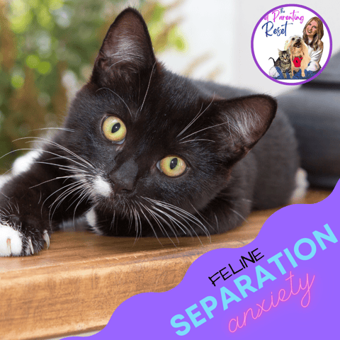 Separation Anxiety in Cats