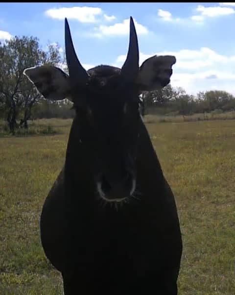 Nilgai Time