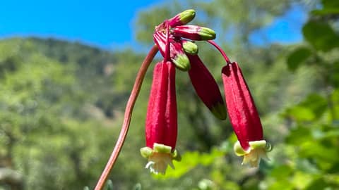 firecracker flowers & ring-necked snakes