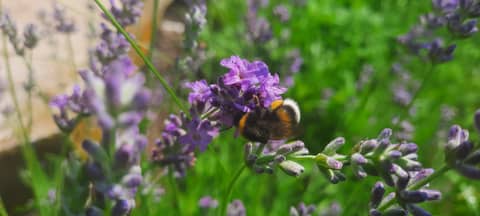 Predică la Duminica izgonirii lui Adam - Hrana Veșniciei