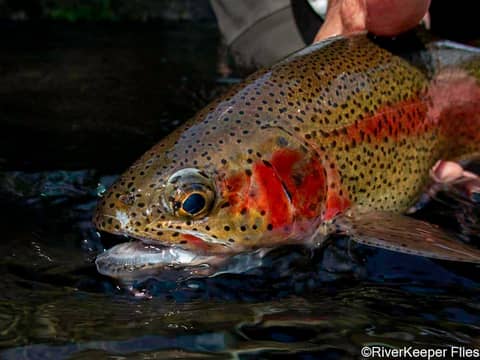 The Wild & Scenic Metolius River with John Kreft, Riverkeeper Flies