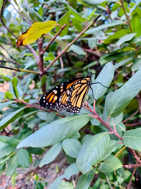 🦋 The bad news that might be good news