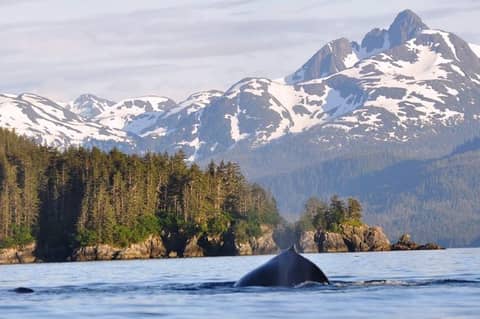 Fishing SE Alaska for Halibut and Salmon with Kieran Oliver