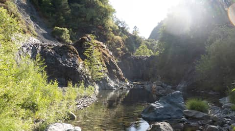 bears by the swimming hole