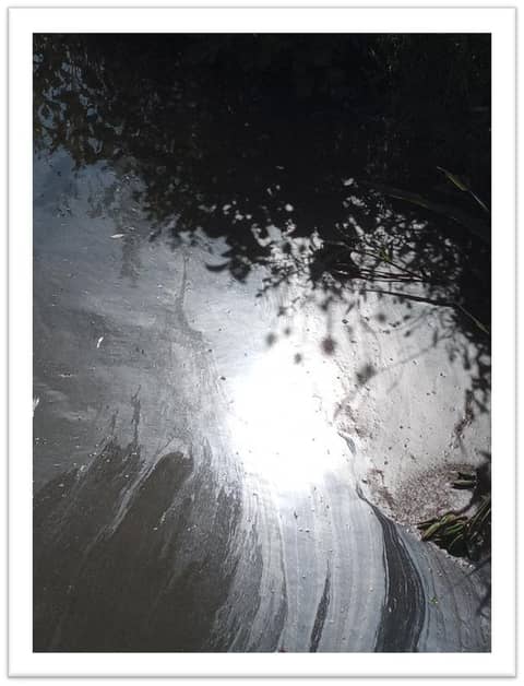 The Dog Days of Summer