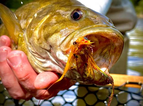 Hardscrabble Smallmouth in the Ozarks with Ryan Walker
