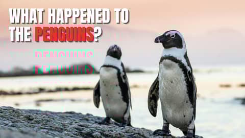 The African Penguin Crisis, Why 95 Percent of a Species Vanished in Just a Few Years The African Penguin Crisis, Why 95 Percent of a Species Vanished in Just a Few Years
