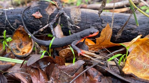 no newts isn't good news