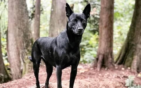 The Taiwan "Tugou," or Mountain Dog – Snack 01