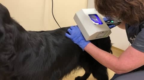 When a Wood’s Lamp isn’t a Wood’s Lamp