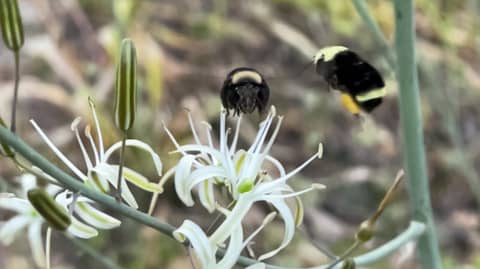 bumble bees & tiktoks