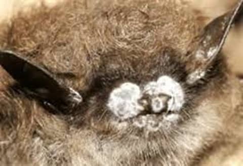 S6 E6: Excuse Me, But You Have Something On Your Nose: The Story of White Nose Syndrome