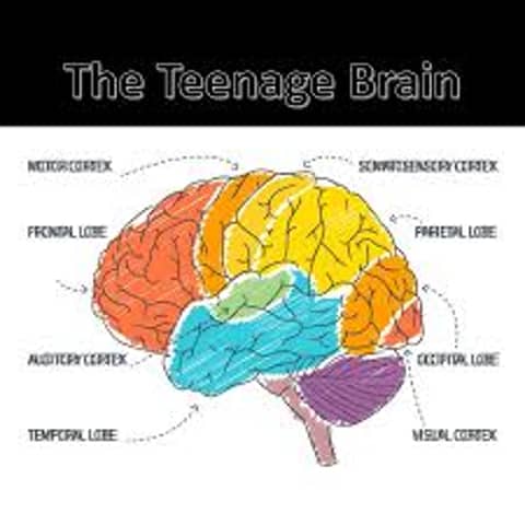 Puberty, The Brain and Mental Health Puberty, The Brain and Mental Health