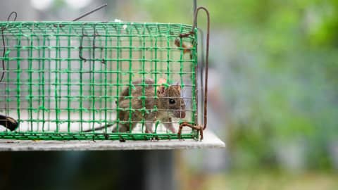Spring Cleaning Can Kill: Hantavirus Risks in Your Home Spring Cleaning Can Kill: Hantavirus Risks in Your Home