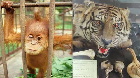 [Encore] Taiwan's Orangutan Craze and the Terrors of the Tiger Trade