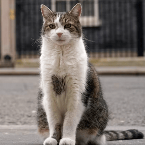 Meet Larry the Cat, Britain's Unofficial Political Mascot